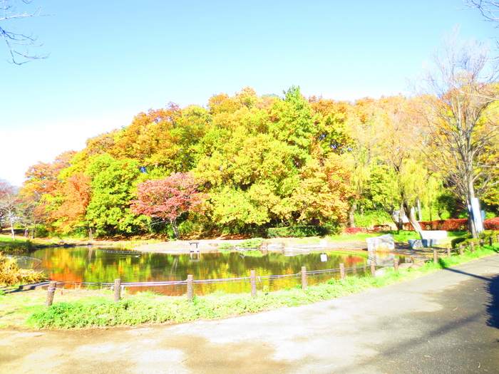 公園　桜台公園（公園）まで220m