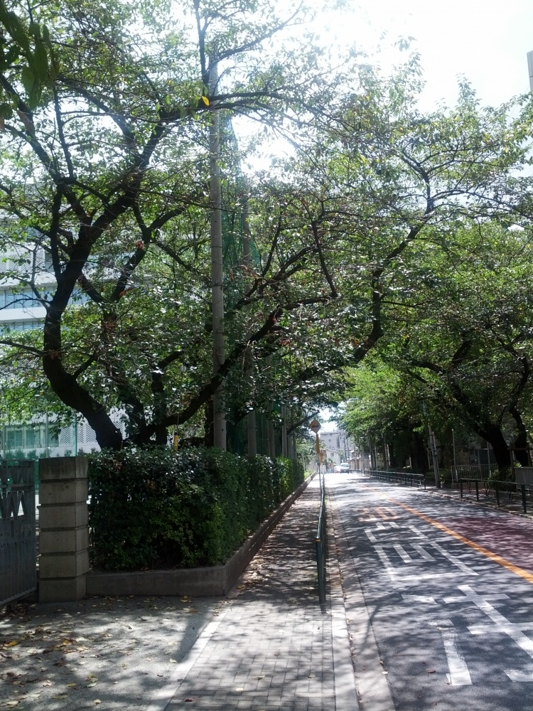 中学校　私立跡見学園中学校（中学校）まで233m