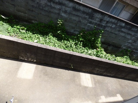 庭