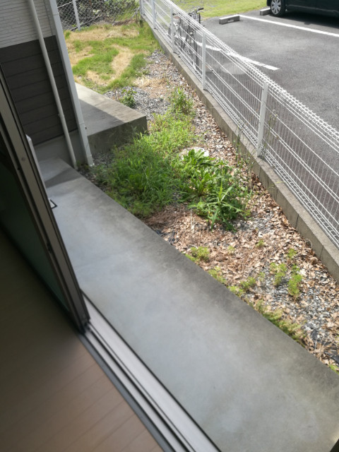 庭