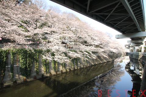 その他　神田川（その他）まで80m