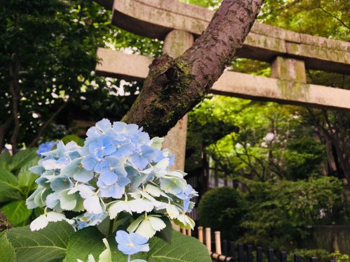 その他　白山神社（その他）まで231m
