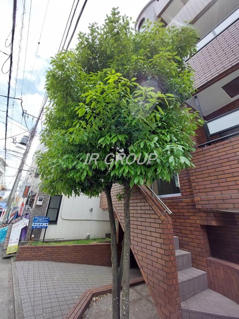 庭