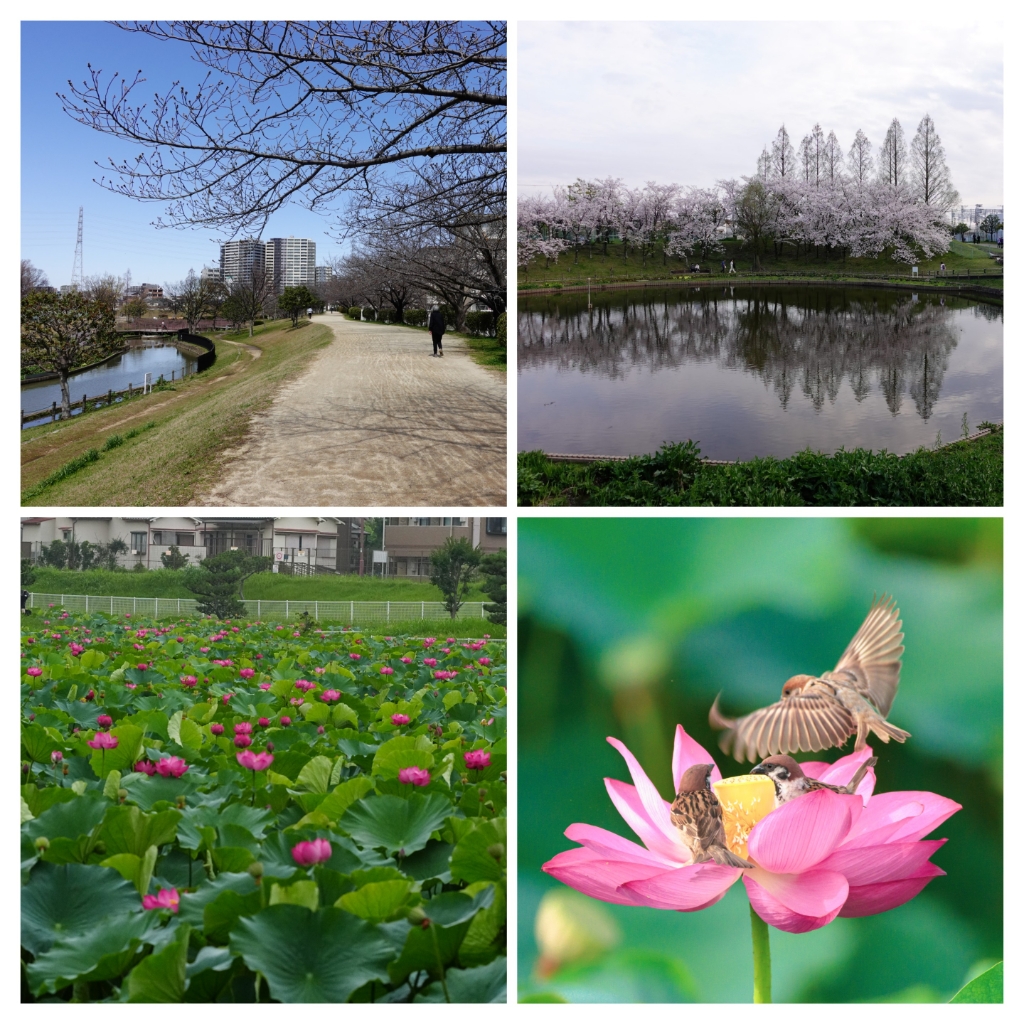 【堺市北区中百舌鳥町のマンションの公園】