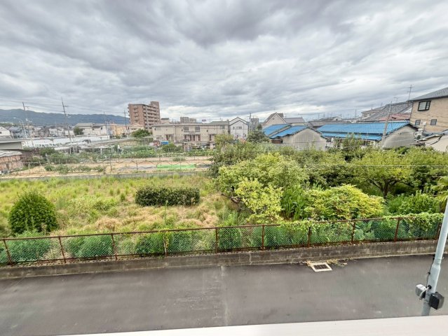 F asecia cerのその他写真
