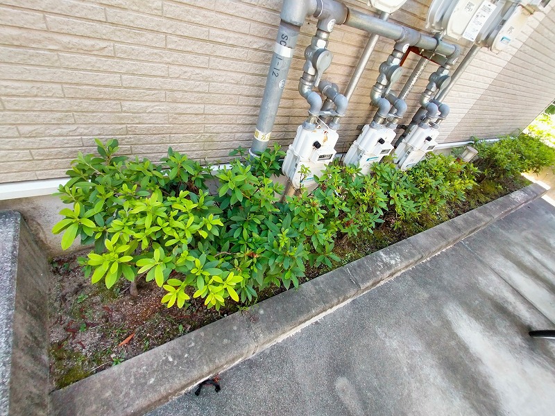 その他　植栽