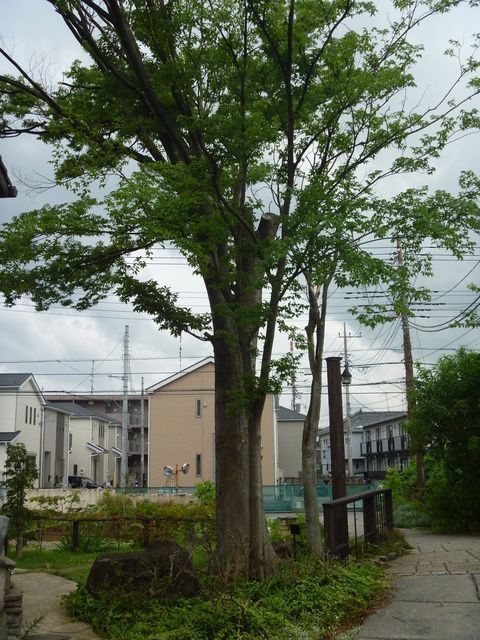 庭