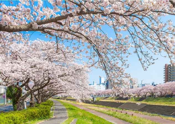 その他　桜の木の下（その他）まで10m