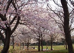 【成城ストリームハイツの公園】