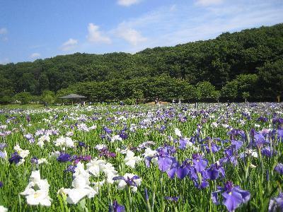 公園　北山公園（公園）まで891m