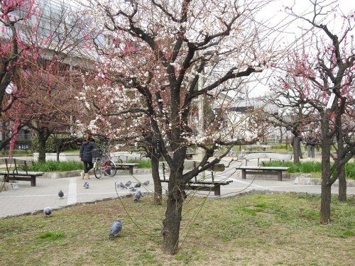 公園　梅香公園（公園）まで1069m