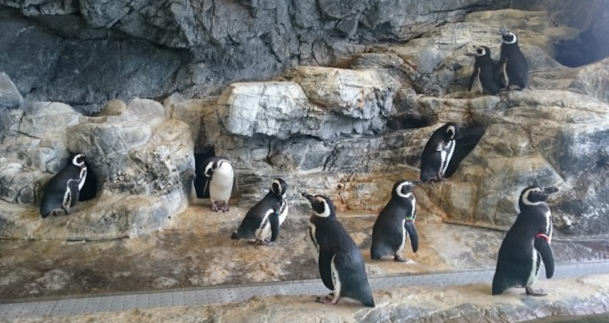 その他　しながわ水族館（その他）まで708m