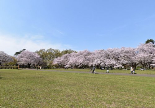 公園　小金井公園（公園）まで1647m