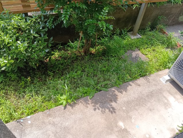 庭