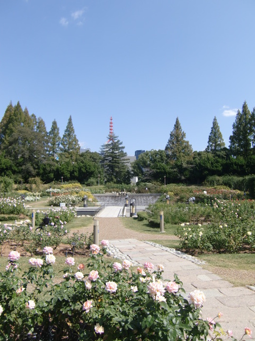 公園　靱公園（公園）まで95m