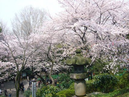 公園　上野恩賜公園（桜）01（公園）まで1706m
