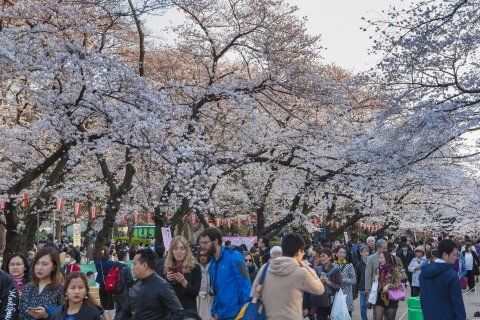 公園　上野恩賜公園（桜）02（公園）まで1706m