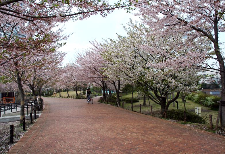 公園　天王洲公園（公園）まで228m
