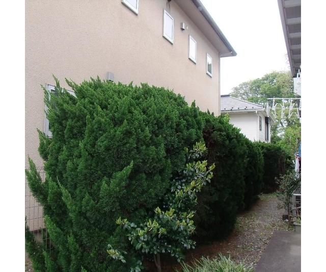 庭