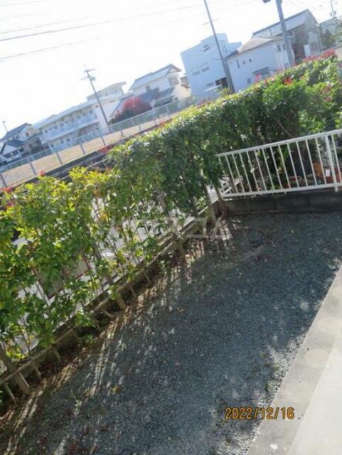 庭