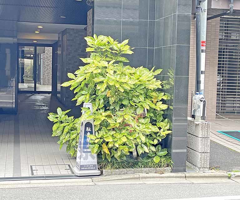 庭