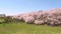公園　根岸森林公園（公園）まで700m