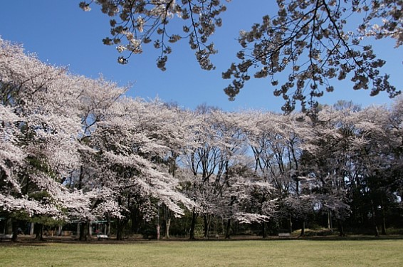 公園　目黒区立駒場公園（公園）まで2005m