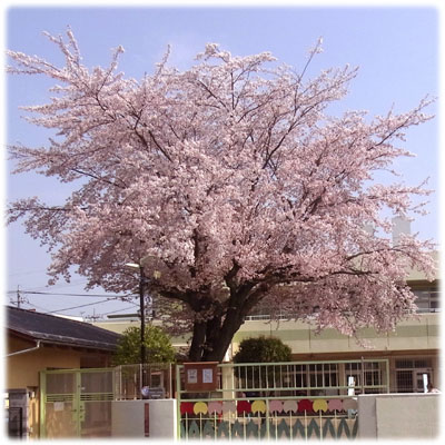 幼稚園・保育園　中神保育園（幼稚園・保育園）まで384m