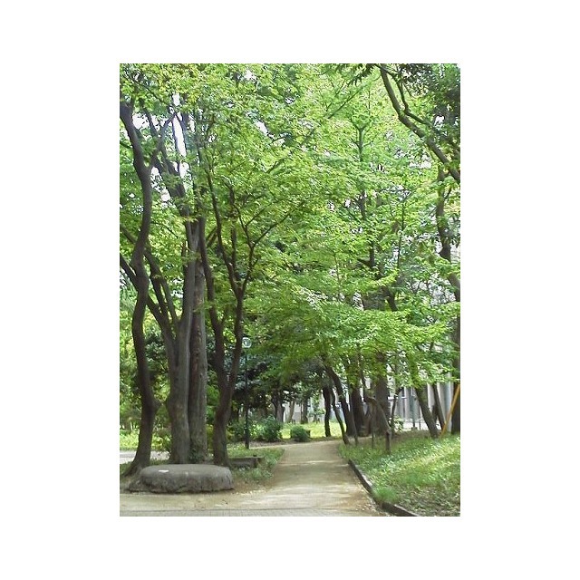 公園　矢内原公園（公園）まで400m