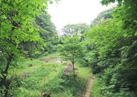 公園　桜ケ丘緑地（公園）まで533m