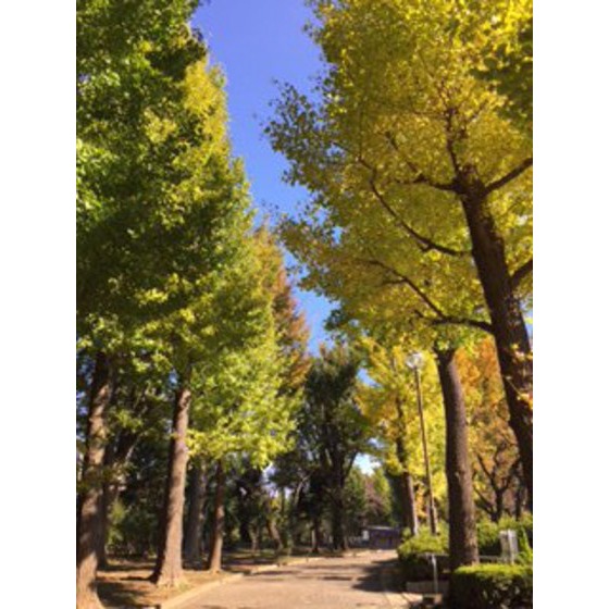 公園　羽根木小緑地（公園）まで279m
