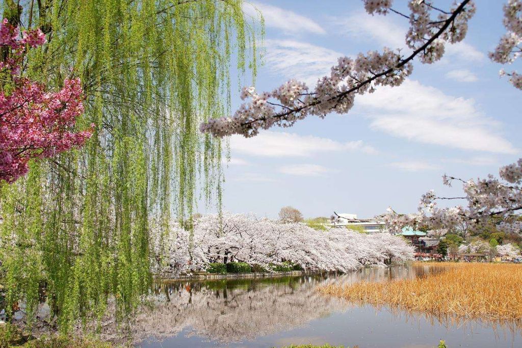 公園　東京都上野恩賜公園（公園）まで1790m