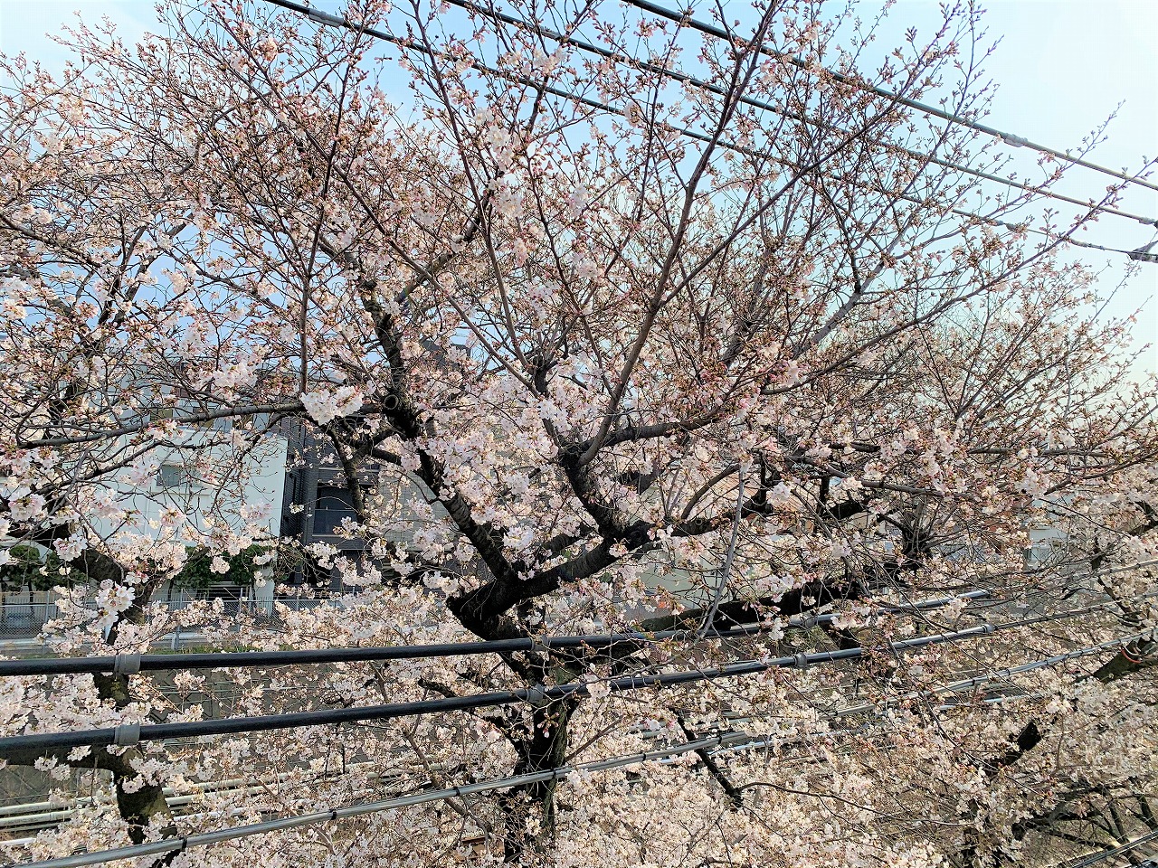眺望　春には室内から桜並木をご覧になれます♪