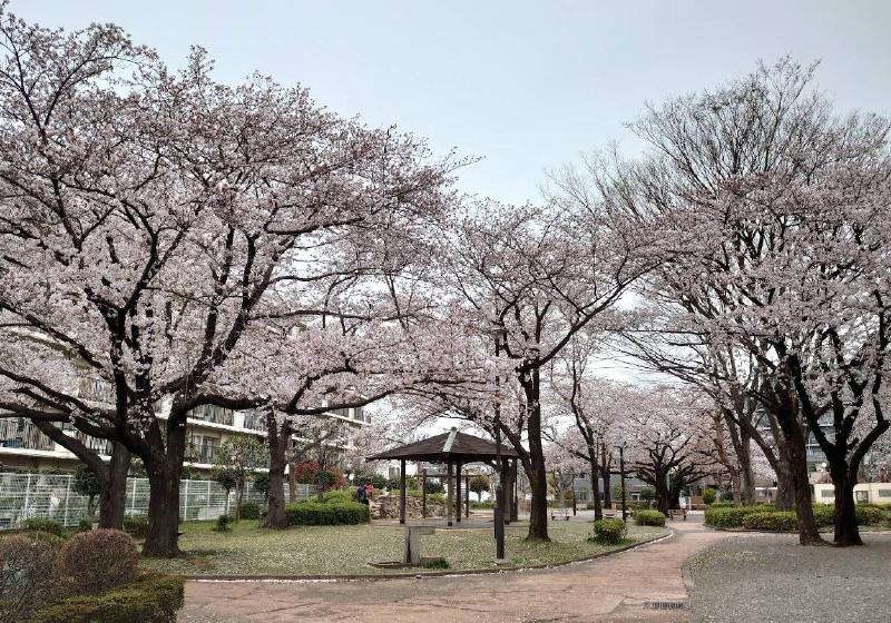 公園　金町公園（公園）まで350m