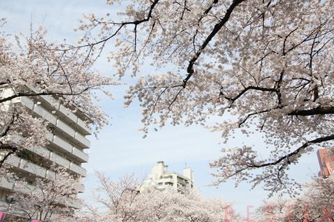 公園　播磨坂さくら並木（公園）まで476m