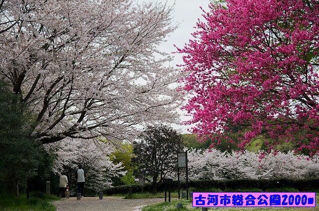 公園　古河市総合公園（公園）まで2000m