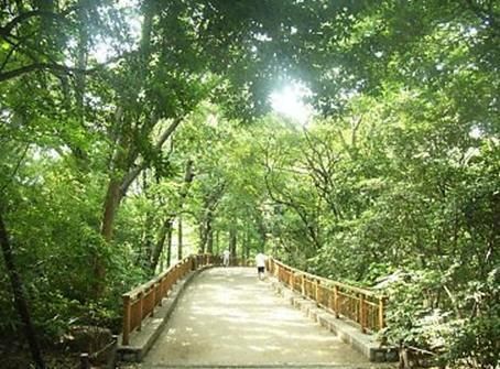 公園　林試の森公園（公園）まで416m