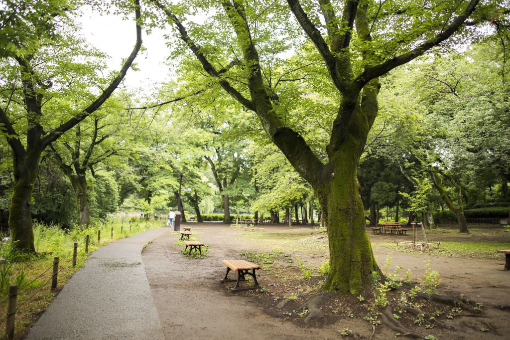 公園　善福寺公園（公園）まで239m