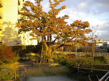 【ベルコート美しが丘の公園】