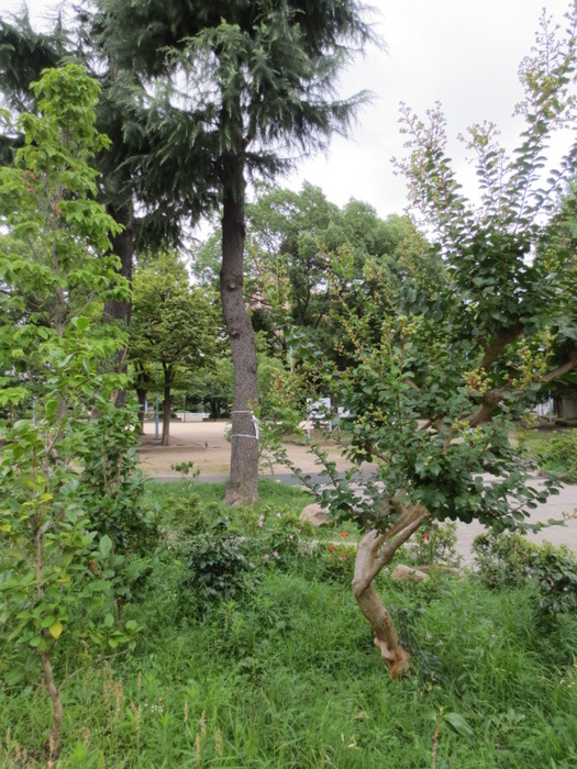 公園　靭公園（公園）まで270m