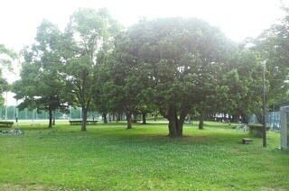 公園　大岡公園（公園）まで350m