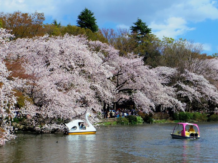 公園　井の頭恩賜公園（公園）まで850m