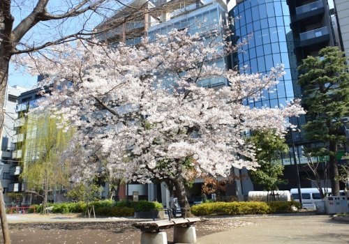 公園　箱崎公園（公園）まで507m