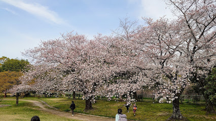 公園　朝宮公園（公園）まで1100m
