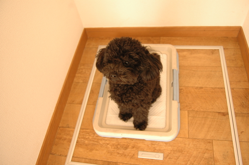 その他　階段下はペットトイレスペースにも利用可能