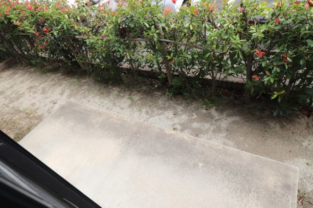 庭