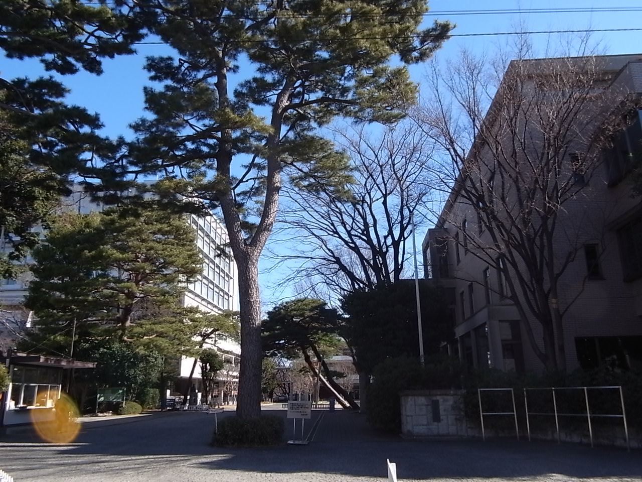 大学・短大　私立成城大学（大学・短大）まで915m