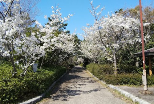 公園　平磯緑地（公園）まで422m