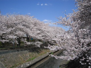 公園　善福寺川緑地（公園）まで372m