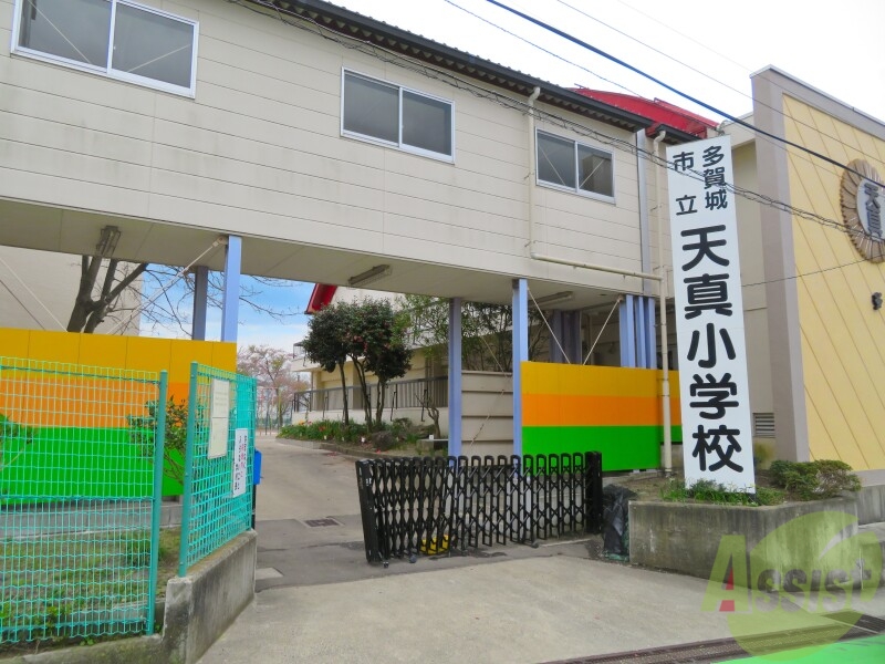 小学校　多賀城市立天真小学校（小学校）まで1034m